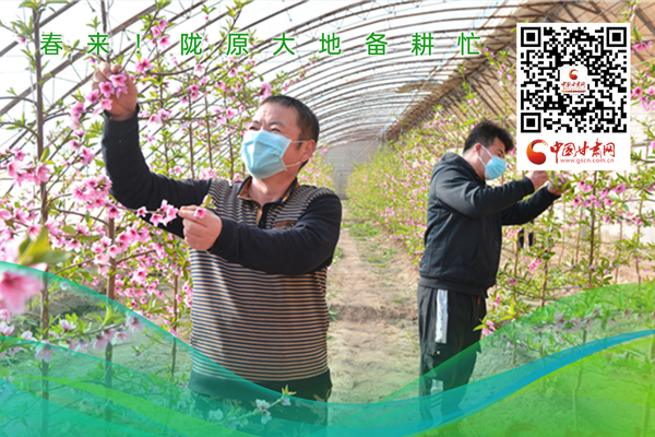 海報丨春來！隴原大地春耕忙