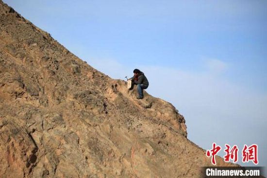 圖為敦煌“80后”畫(huà)家張杰龍?jiān)诙鼗腿Ｉ嚼锊杉V石顏料。(資料圖)受訪者供圖