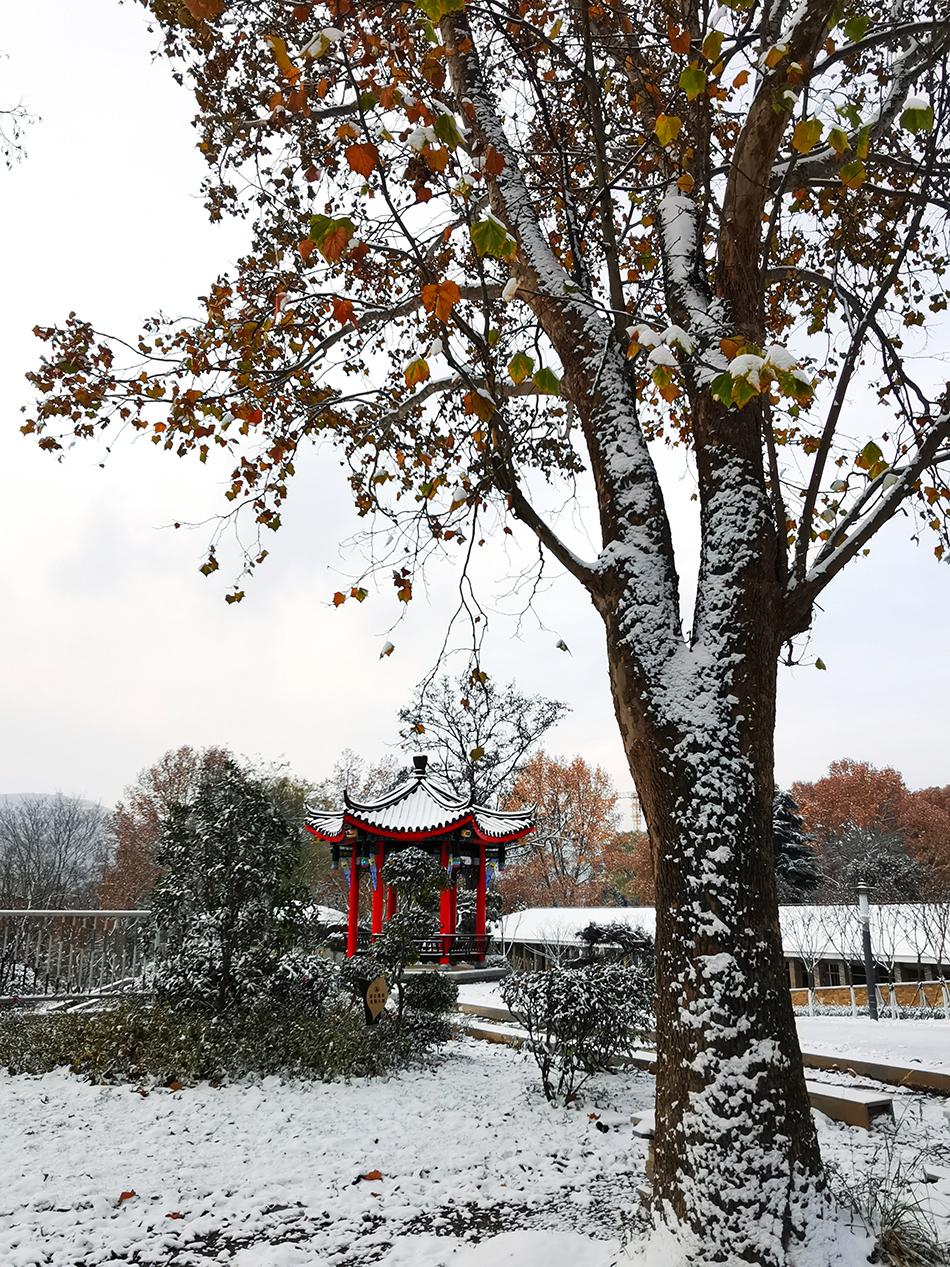 高清大圖|天水弘文園初雪，你喜歡嗎？