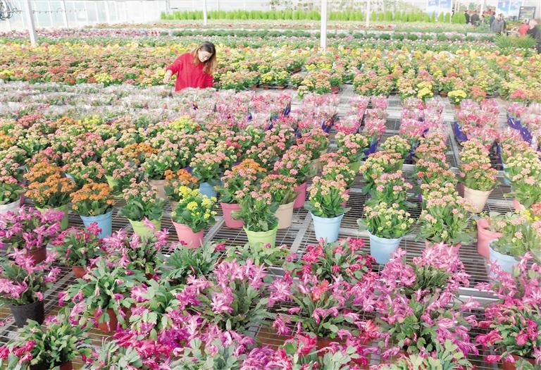 臨夏縣20多萬(wàn)株水仙花、杜鵑、蝴蝶蘭等60多種花卉競(jìng)相綻放