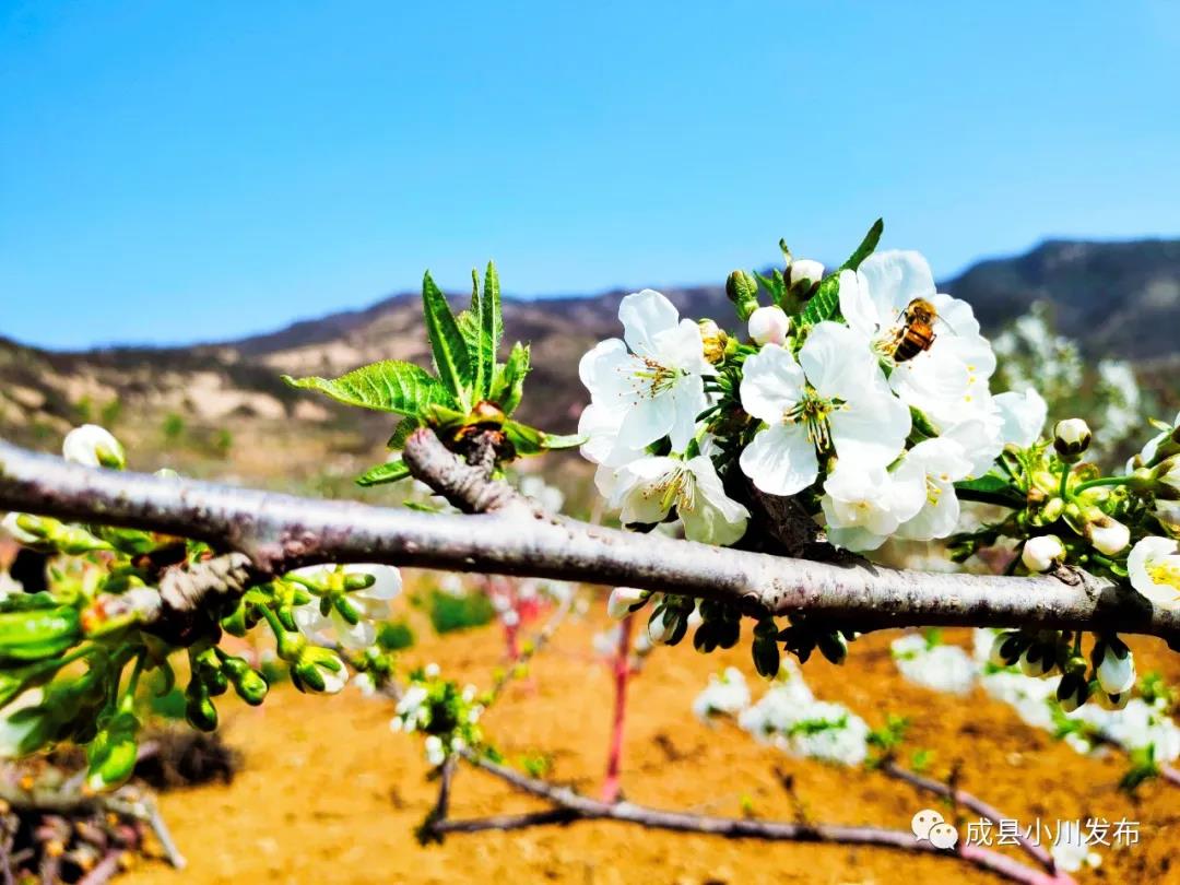 櫻花盛開(kāi)，小川西狹等您來(lái)踏青、賞花！