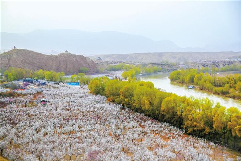 甘肅旅游丨唐汪杏花開 楚楚等君來 在這里賞花看丹霞，美哉！