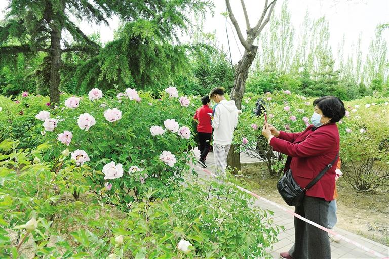 臨夏市北濱河路60里牡丹長廊里不同品種、顏色各異的牡丹花爭奇斗艷