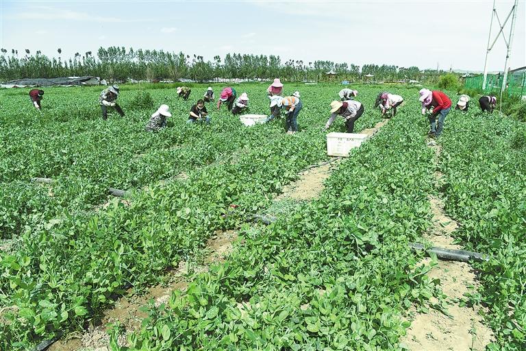 臨夏縣百益現(xiàn)代農(nóng)業(yè)公司種植的500多畝豌豆苗、甜豆等進(jìn)入豐產(chǎn)期
