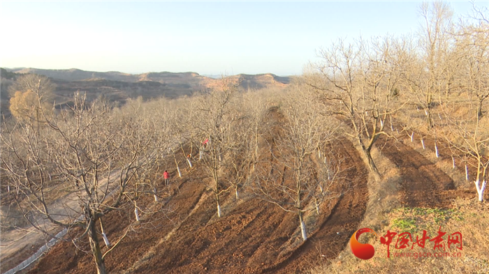 【小康圓夢·看甘肅】平涼華亭：立足全產業(yè)鏈打造規(guī)?；颂耶a業(yè)