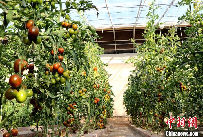 12月14日，甘肅省武威市民勤縣紅旗谷現(xiàn)代農(nóng)業(yè)產(chǎn)業(yè)園，溫棚內(nèi)“水果西紅柿”長(zhǎng)勢(shì)良好?！●R愛彬 攝