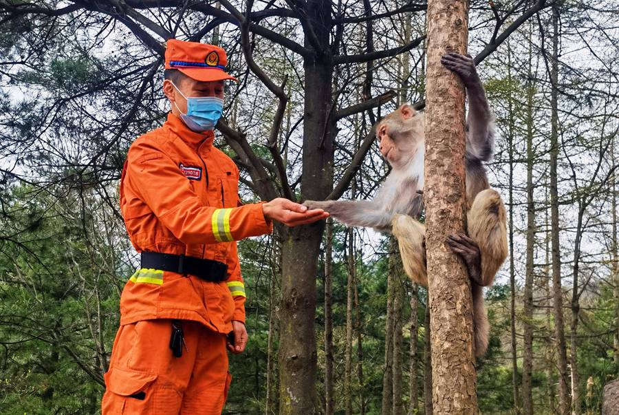 【甘快看】嗨！你好！甘肅隴南森林消防員巡護(hù)途中偶遇野生獼猴群
