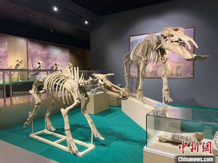 圖為5月底，和政縣古動(dòng)物化石博物館內(nèi)修復(fù)后的古生物化石?！「哒?攝