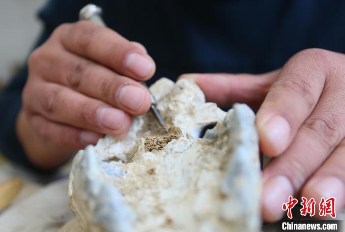 2022年6月，在和政古動(dòng)物化石博物館內(nèi)，古生物化石修復(fù)師對化石進(jìn)行修復(fù)。(資料圖) 高展 攝
