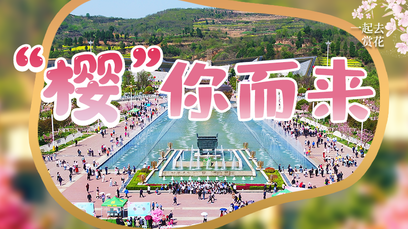 海報(bào)|春色爛漫，一組海報(bào)“云賞”櫻花盛開(kāi)