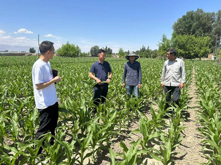 臨澤縣蓼泉鎮(zhèn)紀委工作人員深入田間地頭，現(xiàn)場了解玉米制種長勢和產(chǎn)業(yè)發(fā)展情況。.jpg