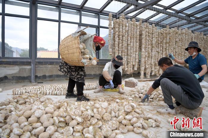 5月10日，甘肅省甘南藏族自治州迭部縣一青稞酒廠，工作人員用青稞面和青稞草等制成的曲坯用繩子串起來(lái)，方便掛起來(lái)曬干。九美旦增　攝