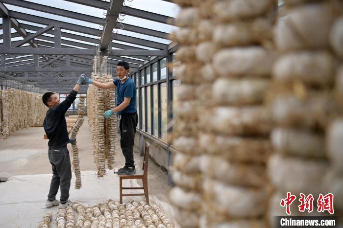圖為5月10日，工作人員將用青稞面和青稞草等制成的曲坯用繩子串起來(lái)晾曬。九美旦增　攝