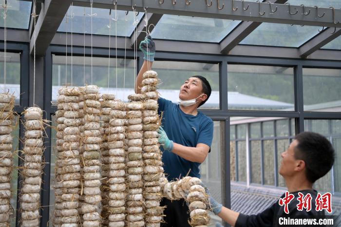 圖為5月10日，工作人員將用青稞面和青稞草等制成的曲坯用繩子串起來(lái)晾曬。九美旦增　攝