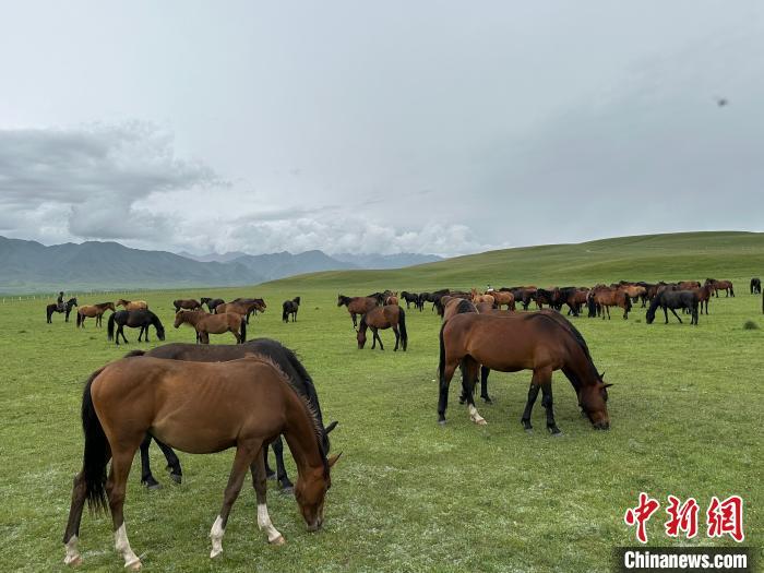 7月中旬，在山丹馬場(chǎng)草原上吃草的“山丹馬”?！〈魑牟?攝